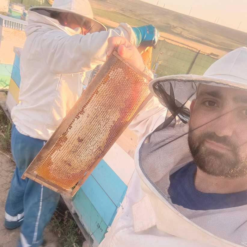 Ofer servicii în apicultura (4/4)