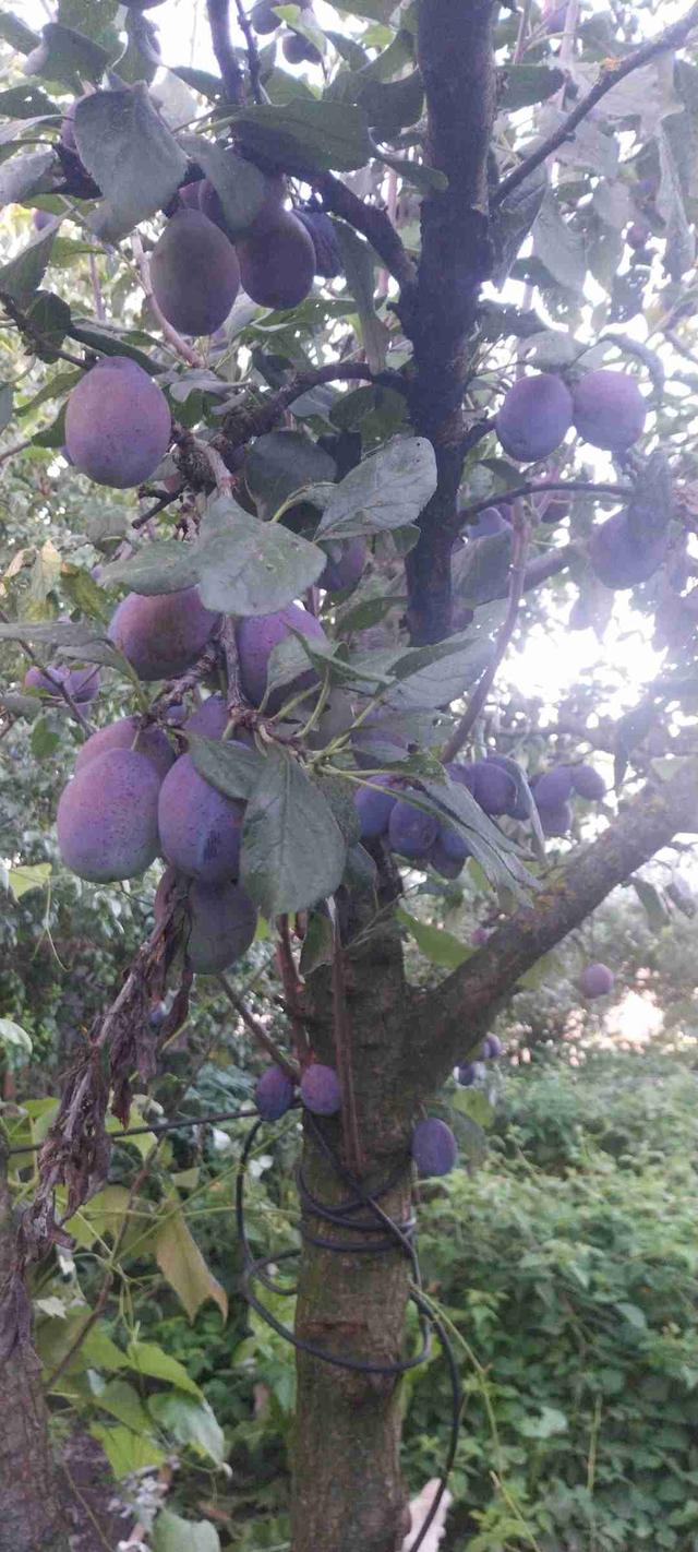 Imagine Indisponibilă