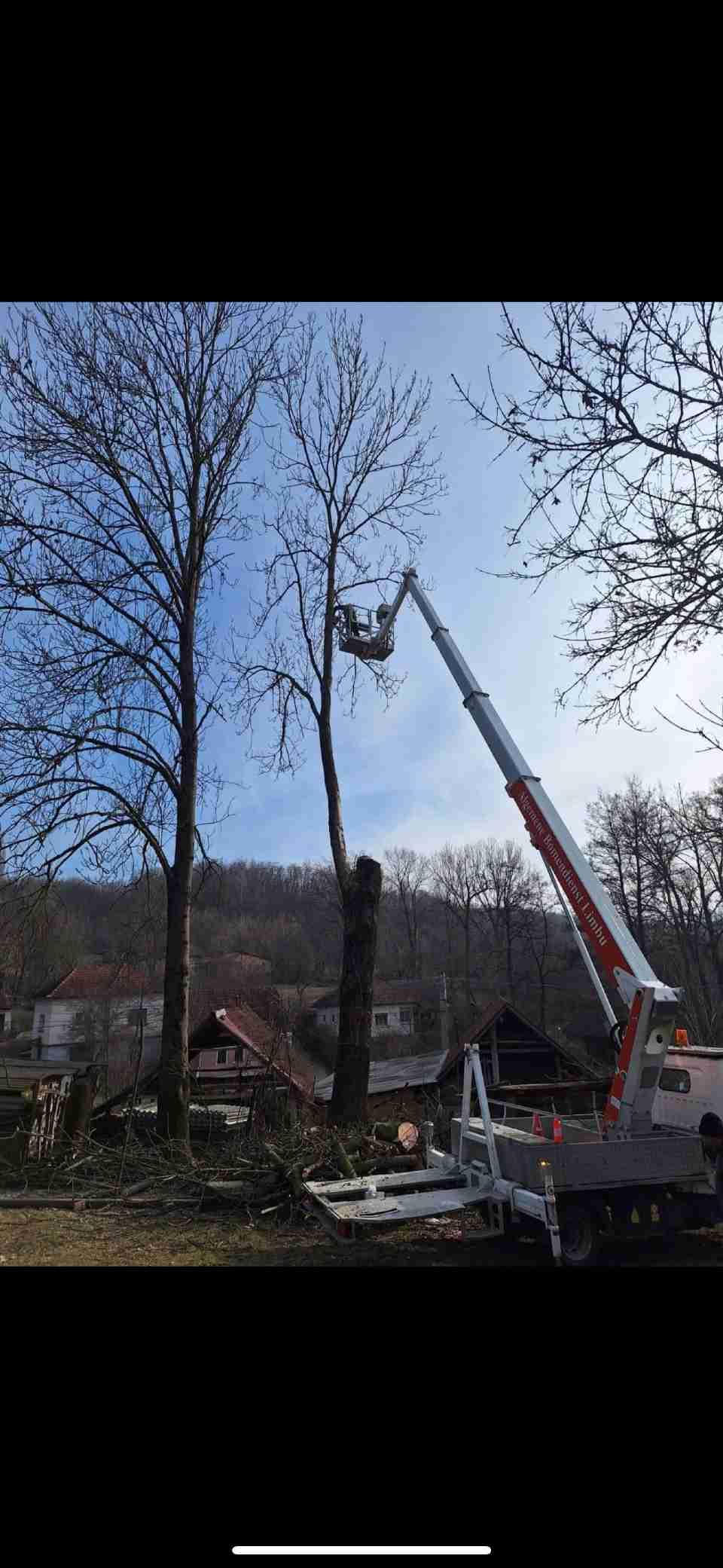 Defrişări, lucrari de arboristica, intretinere (3/3)
